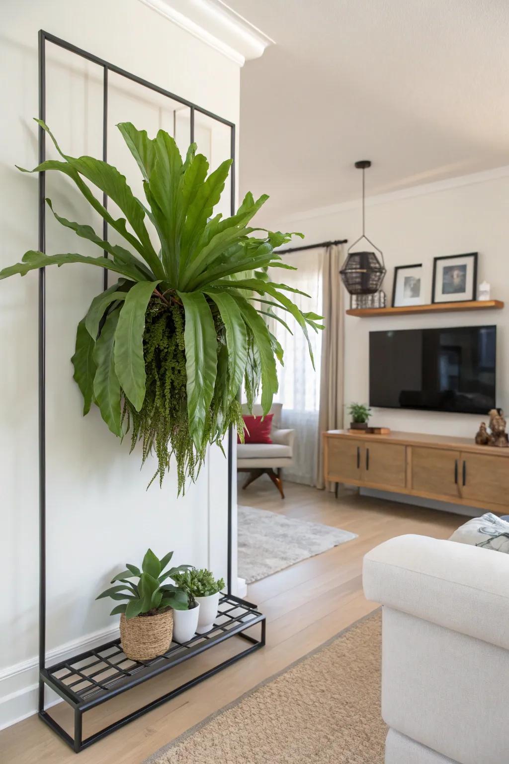 A metal border mount delivers a modern twist to displaying staghorn ferns.