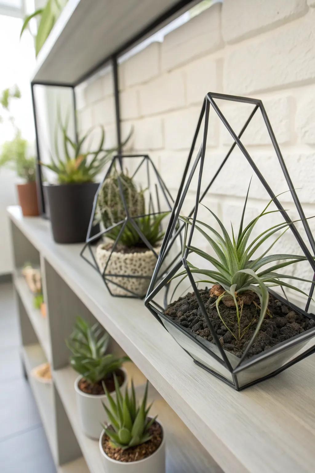 Air plants in modern geometric structures.