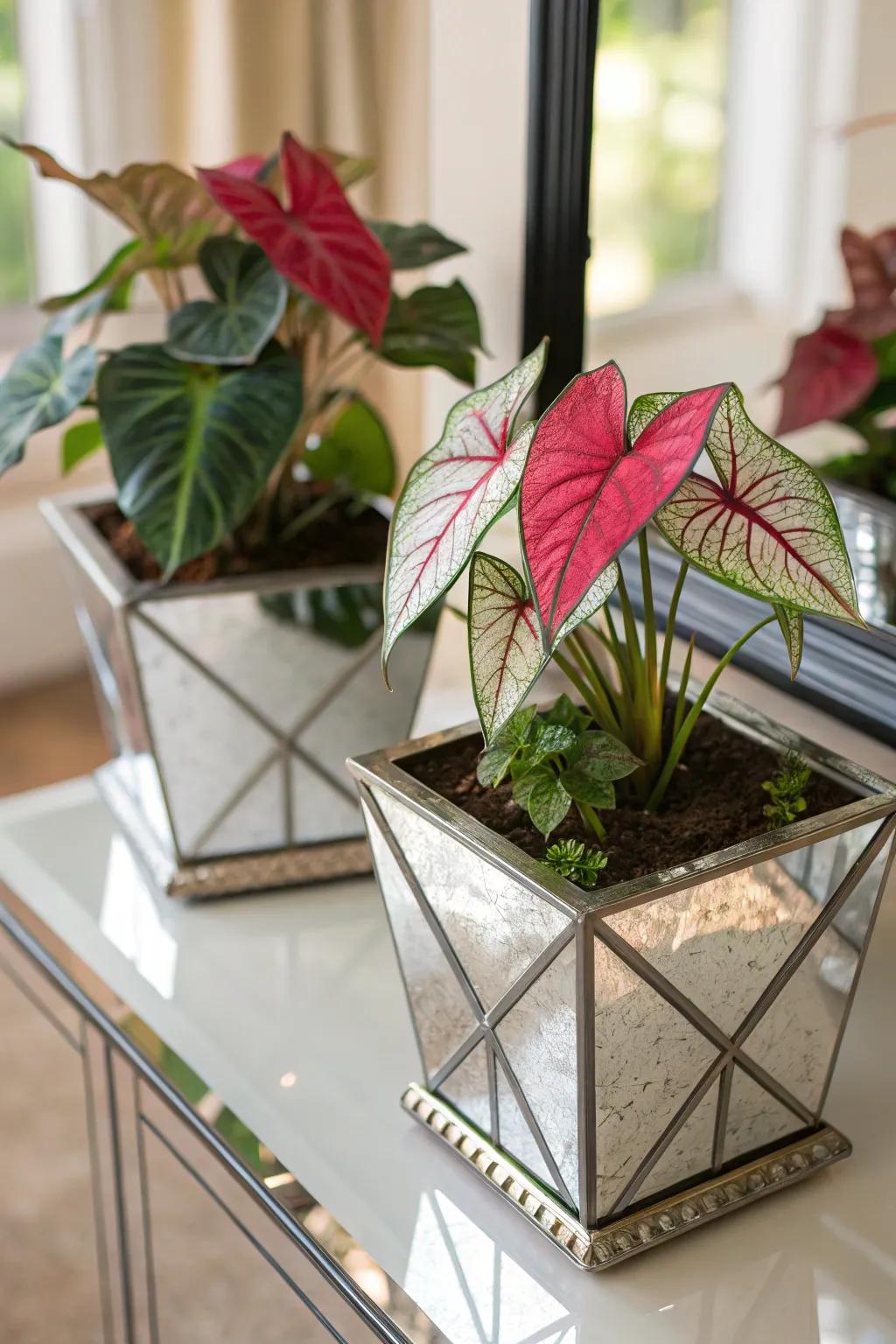 Reflective vessels amplify the splendor of caladiums.