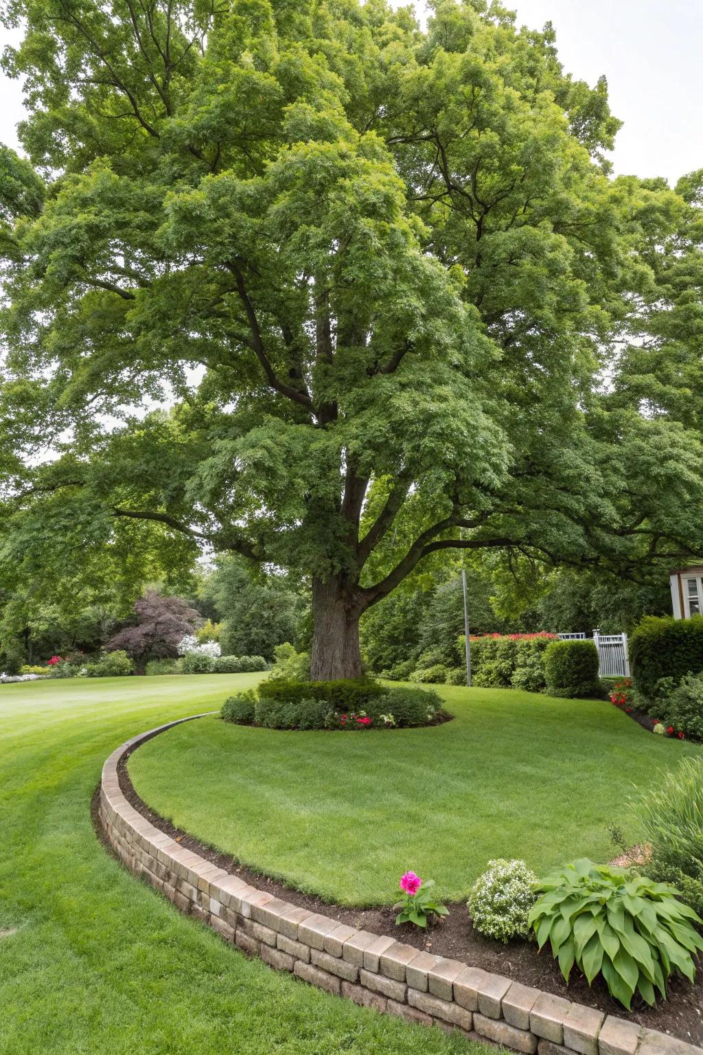 Simple grass borders give a neat framework to showcase your tree.