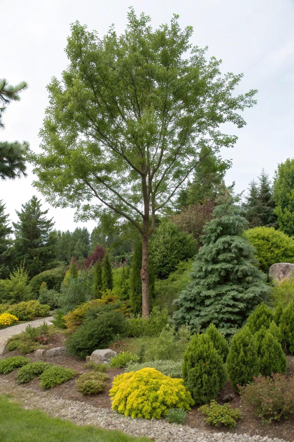 Evergreens and shrubs offer continual beauty encircling trees.