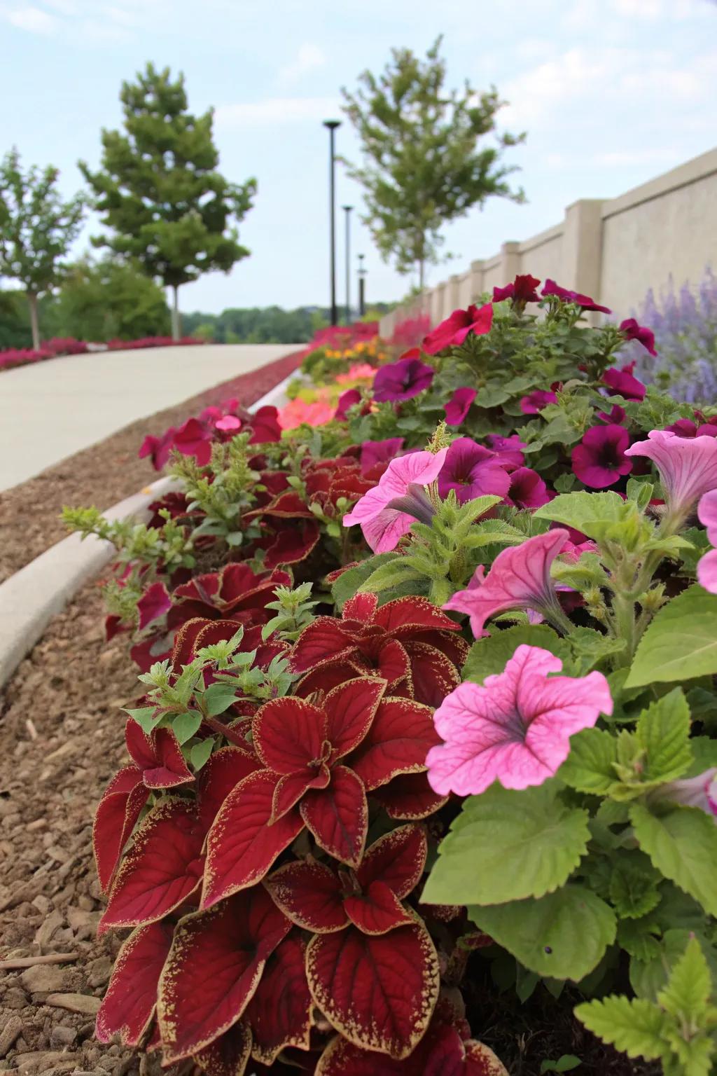Dramatic foliage contrast is achieved as coleus complements blooming petunias.