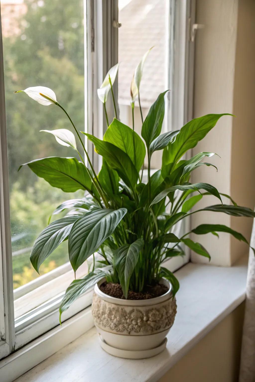 The elegant peace lily, a timeless gift for a mother's nurturing touch.