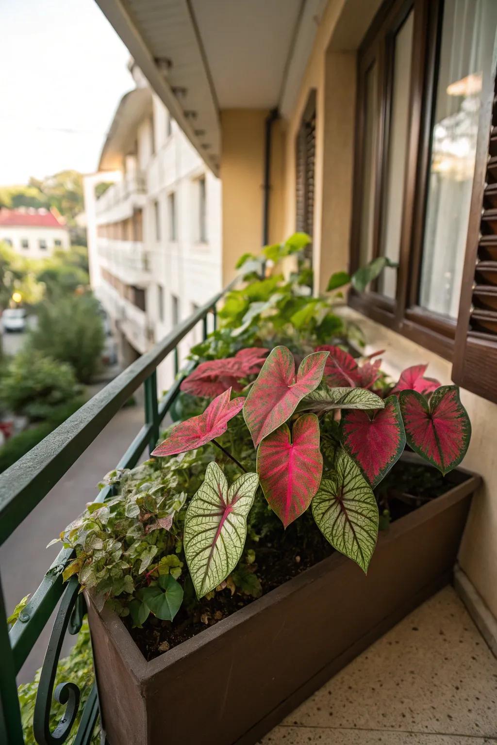 Caladium’s bold patterns bring a tropical flair to shaded areas.