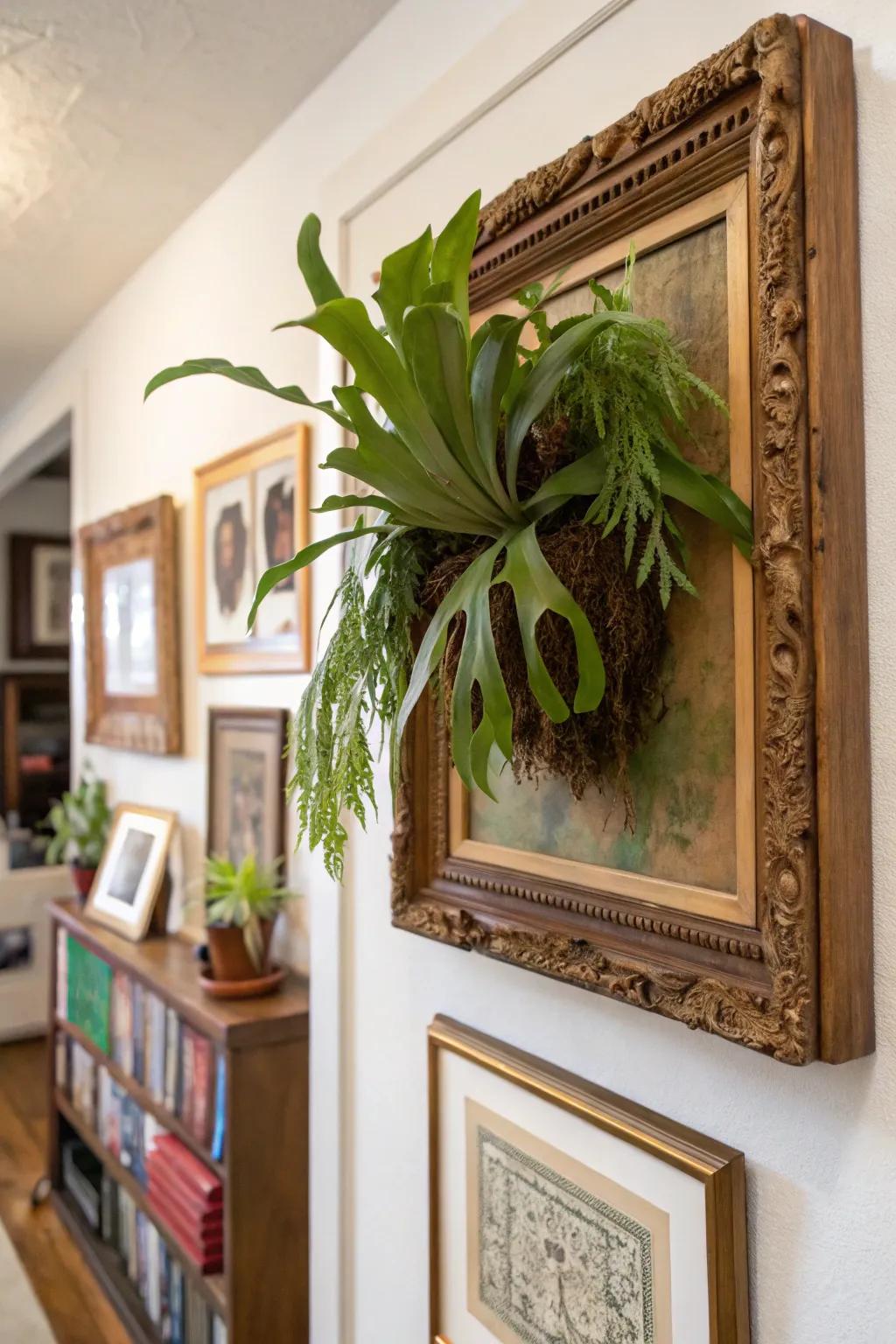 A artwork border offers a unique and personal way to display staghorn ferns.