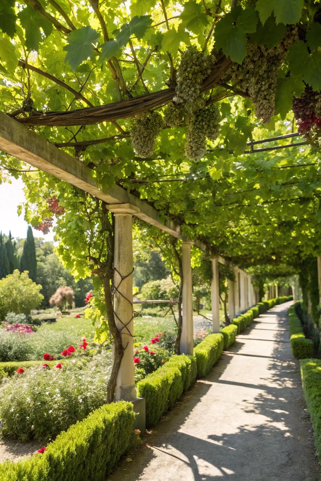 An arbor covered with grapevines providing a cool garden retreat.