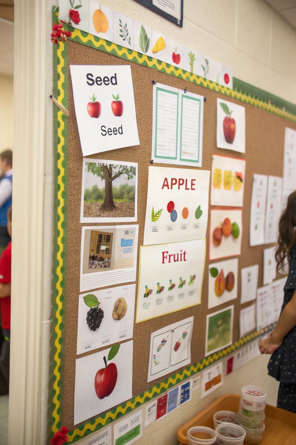 Discover the journey of growth with a fruit development display.