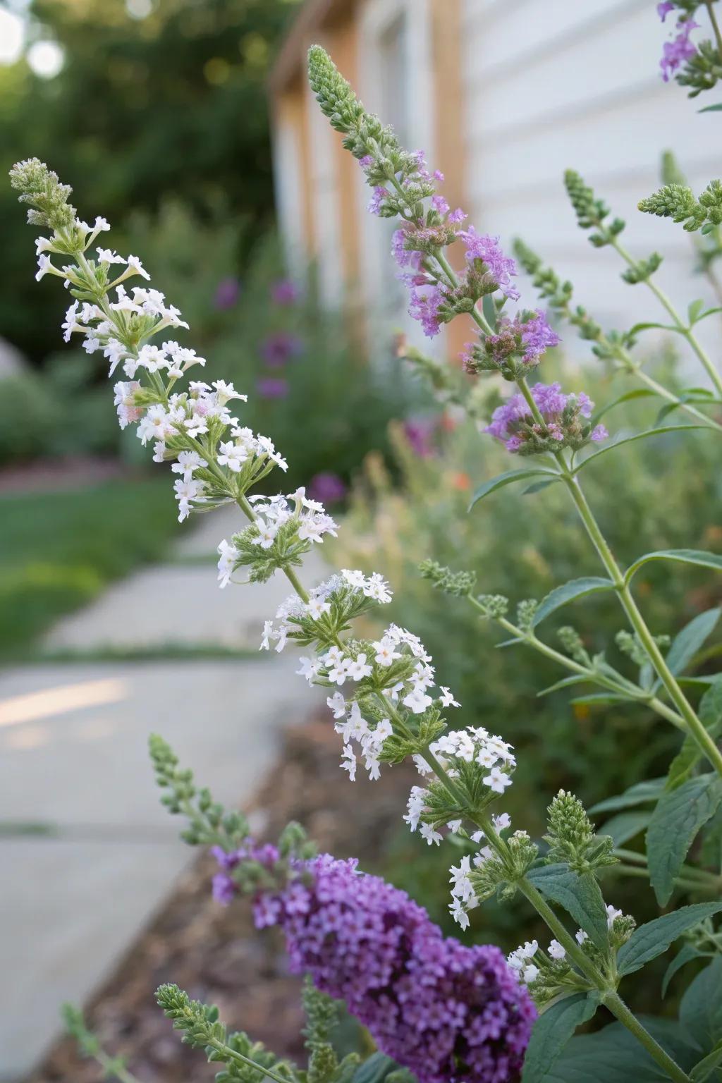 Delicate Mint gives a fragrant complement to the Flutterby Plant.