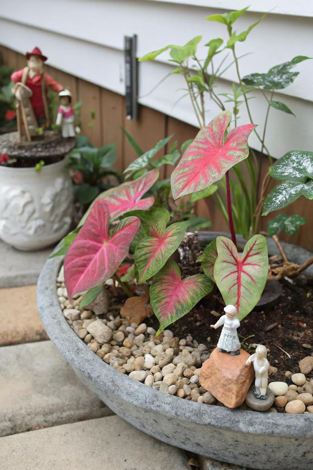 A diminutive garden featuring caladiums introduces whimsy to your decor.