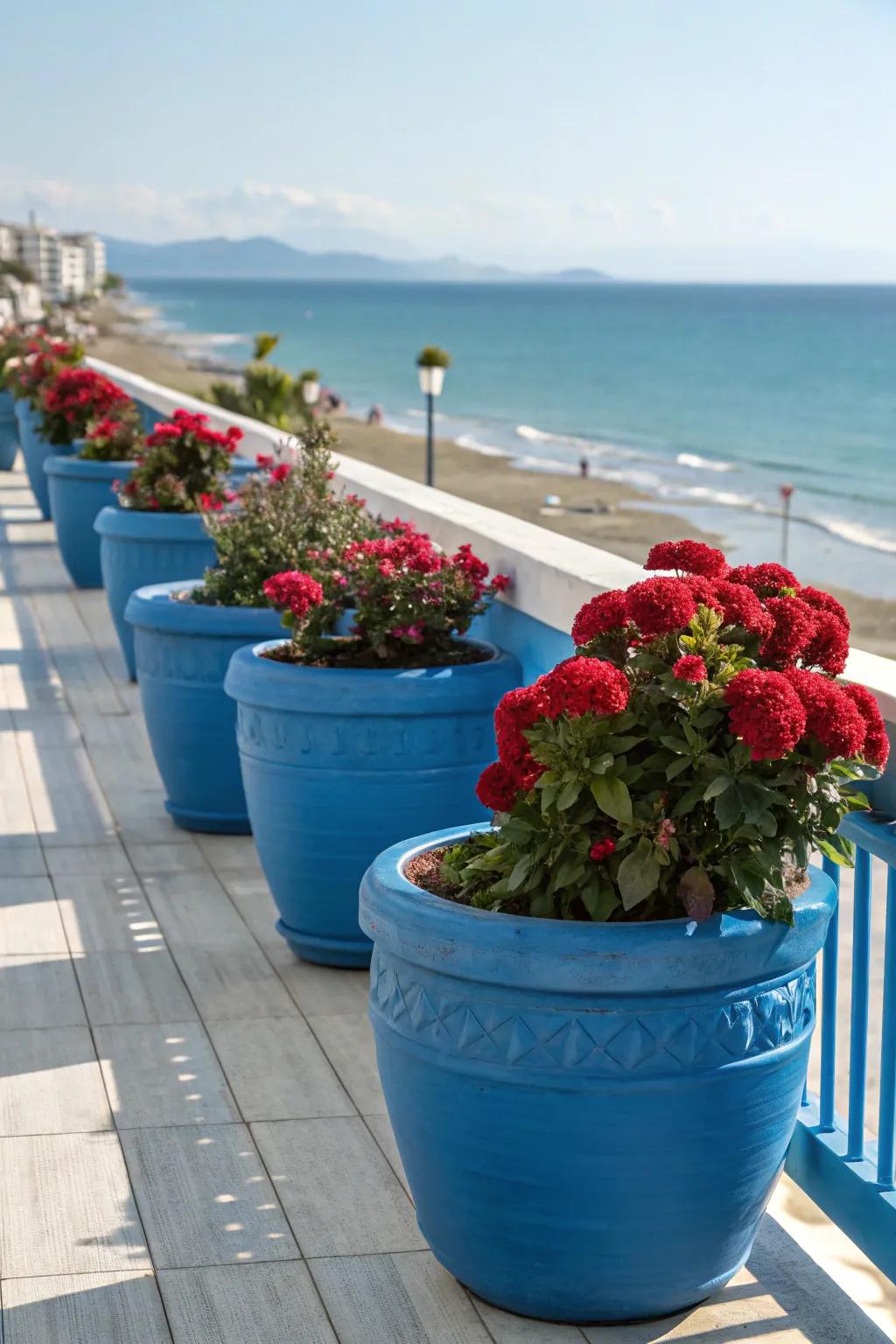 Blue pots give a coastal feel to the warmth of celosia.