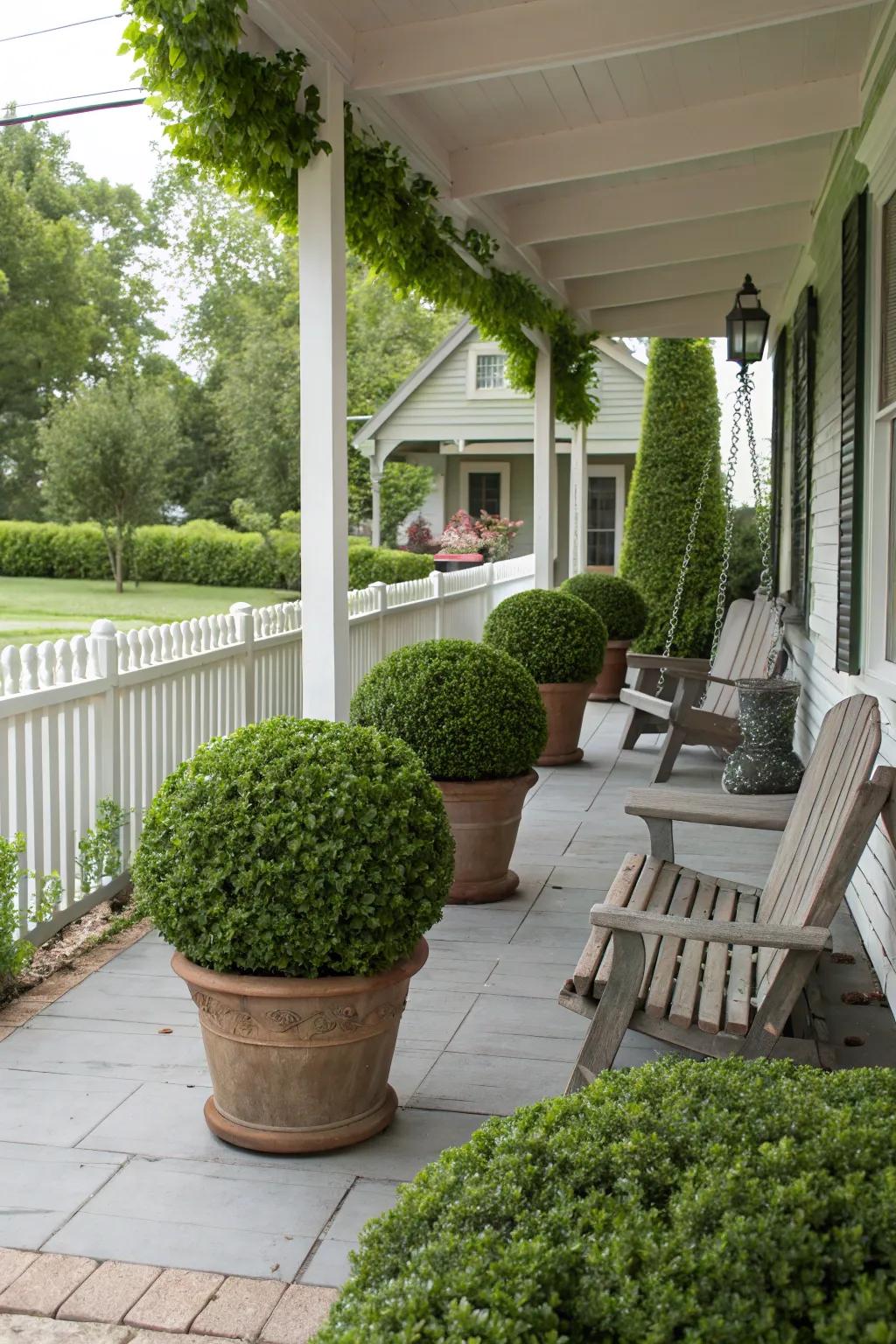 Potted boxwood bushes delivering a traditional and adaptable privacy solution.