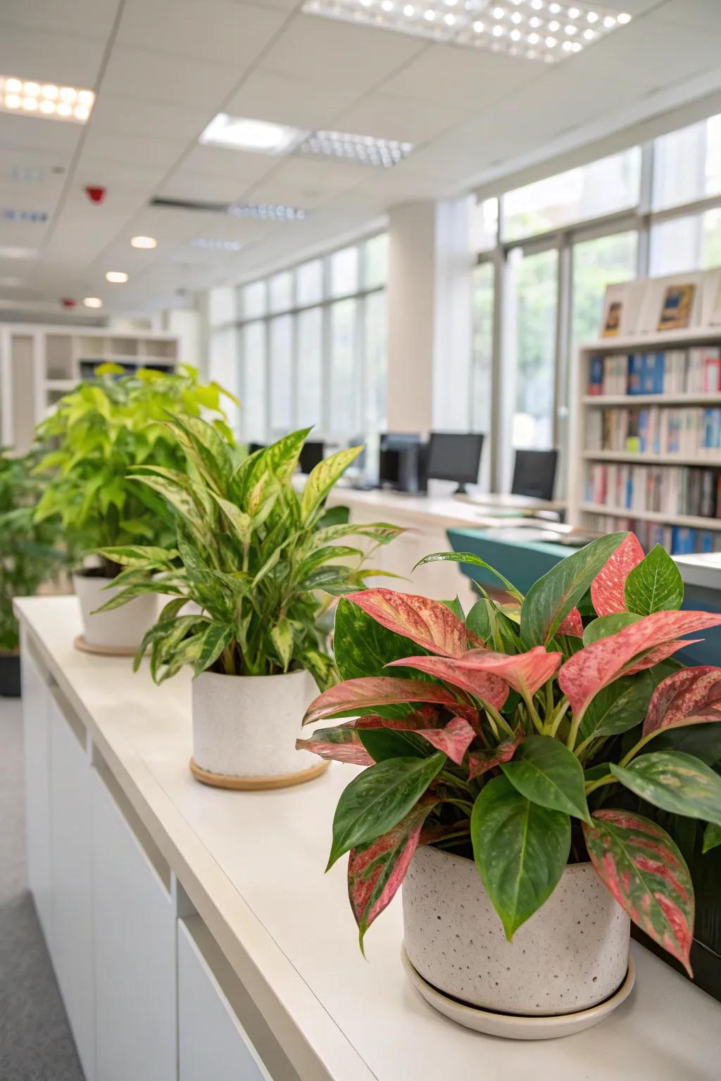 With vibrant foliage plants like Variegated Leaf Plants, you can add color.