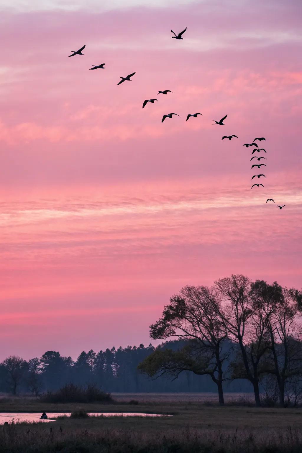 Vibrant rendering of birds soaring against a roseate sky.