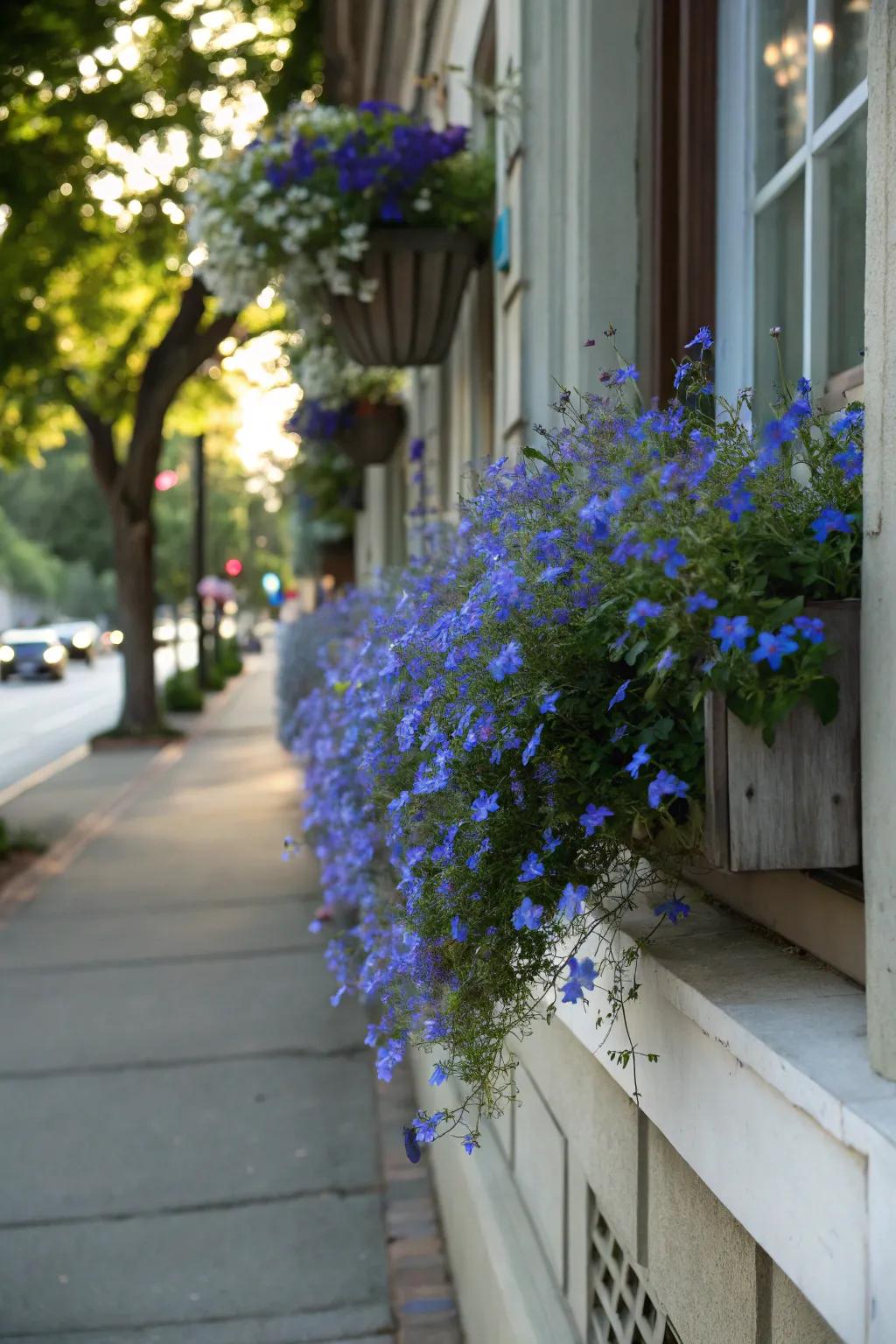 Lobelia’s blue flowers add a soothing touch to any window box.
