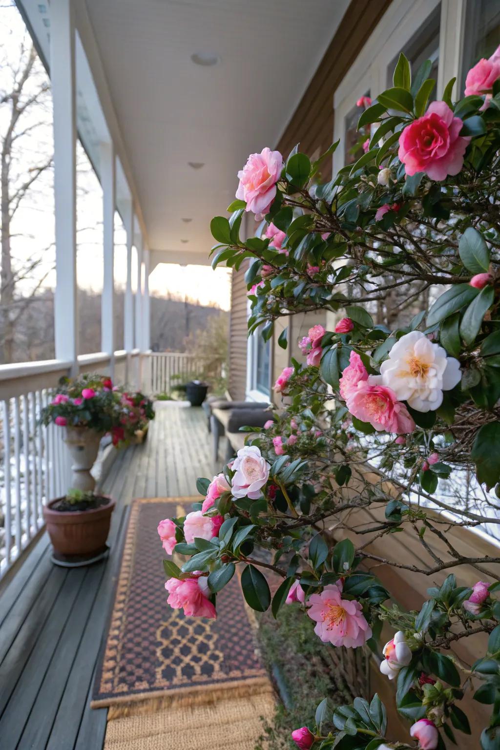 Winter Roses bring vibrant blooms even in winter.