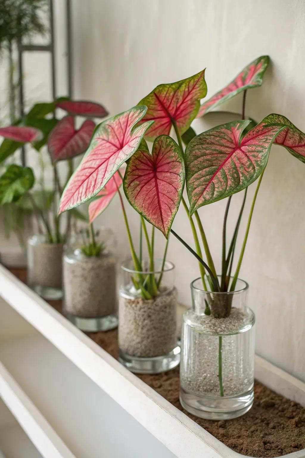 Transparent containers emphasize the beauty of caladiums' roots.
