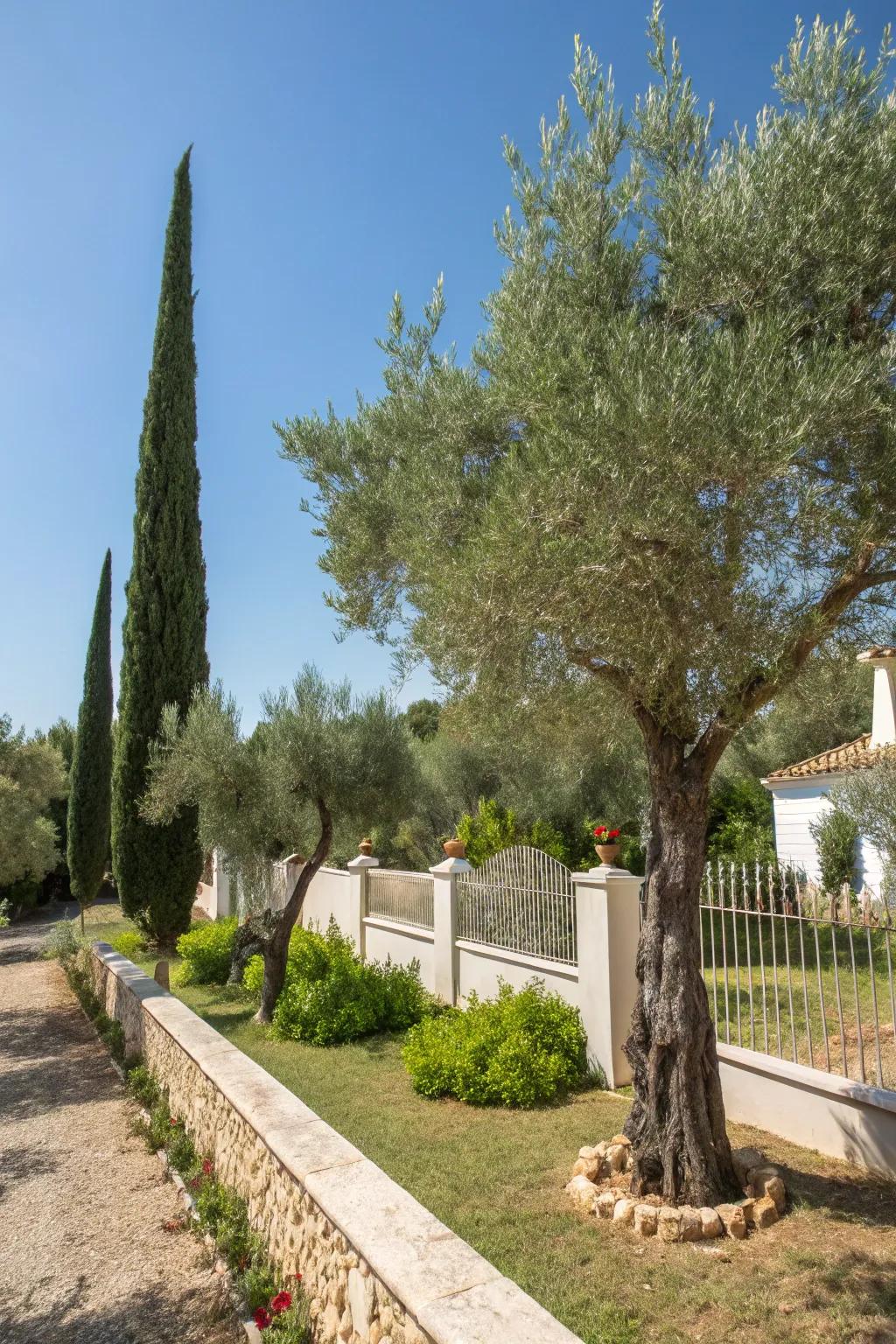 Olive and cypress trees contribute vertical appeal and protective shade to this garden setting.