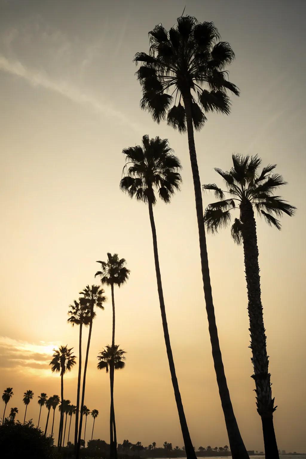 Create dramatic outlines with silhouette lighting.