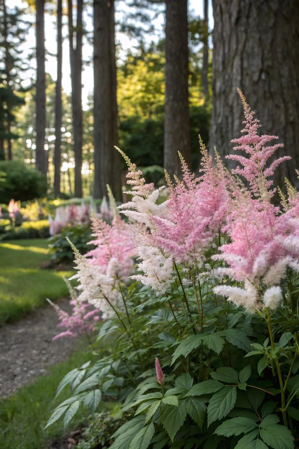 Feathery Plants introduce gentle, delicate elegance to gardens.