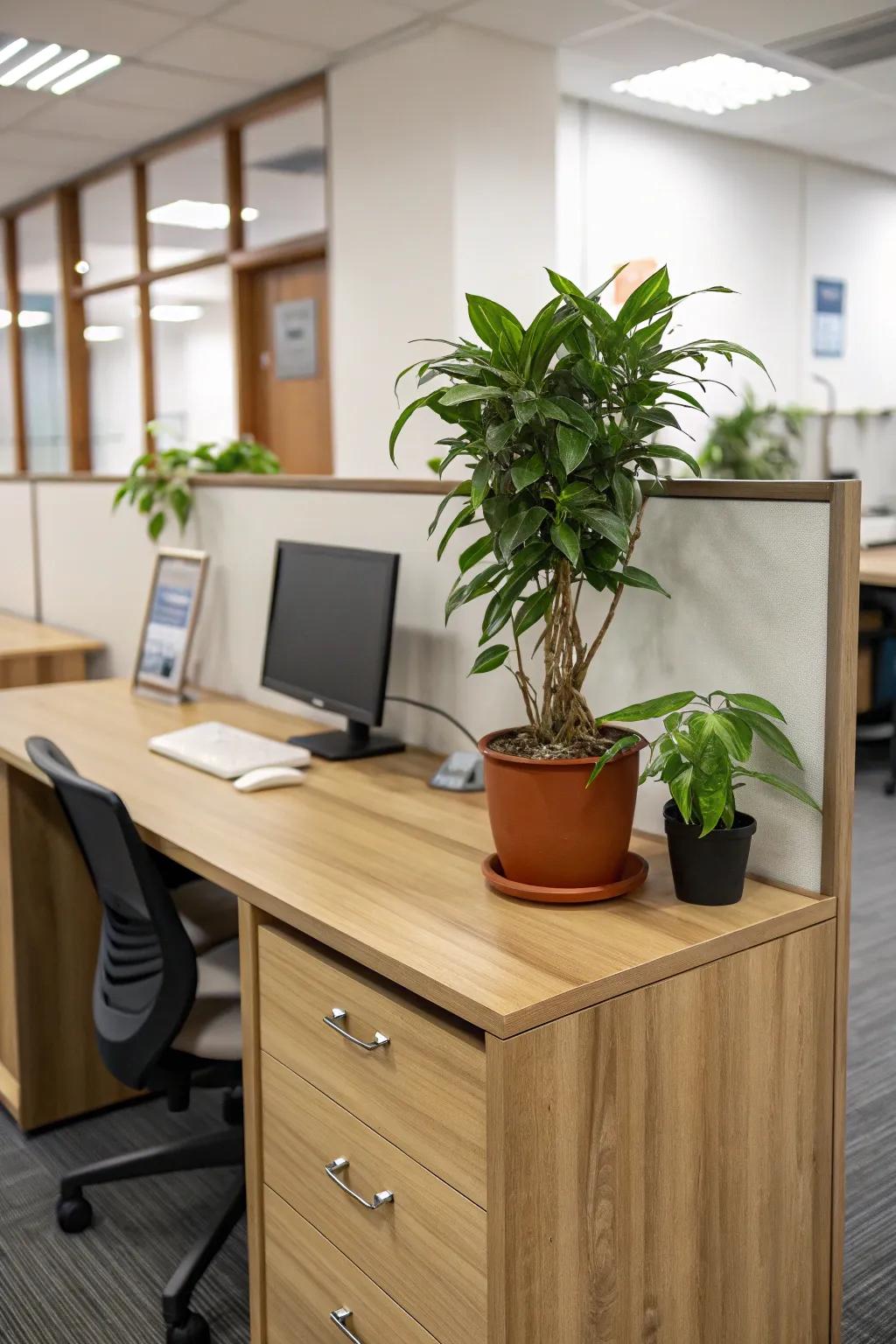 Natural elements such as wood and greenery elevate office aesthetics.