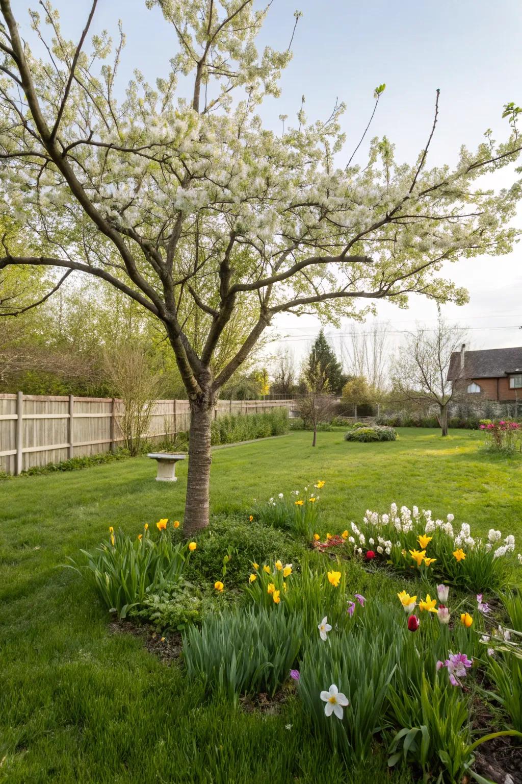 A single tree as a striking garden focal point.