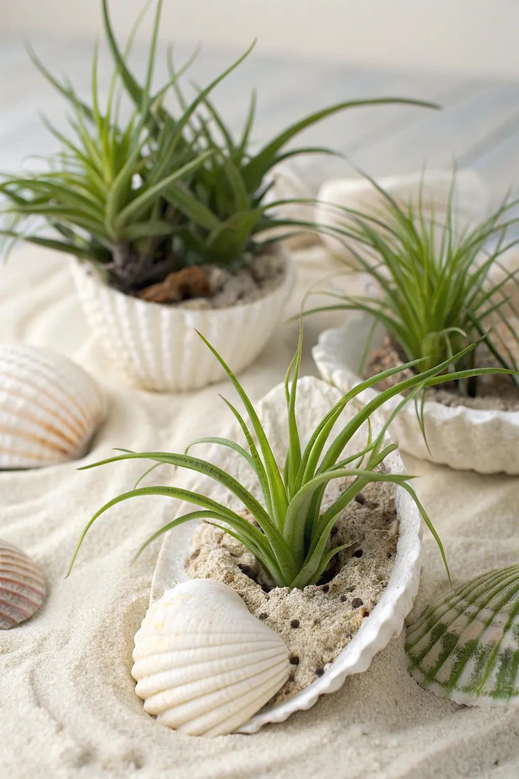 Air plants and seashells create a beachy atmosphere.