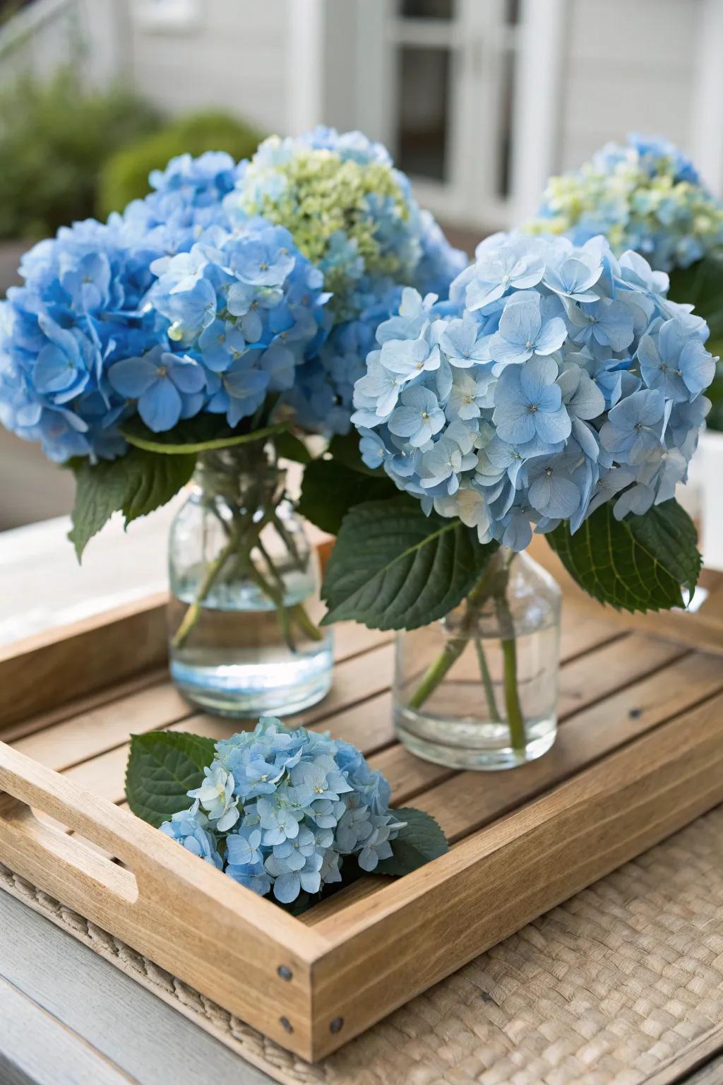 A wooden tray offers a rustic base for showcasing blue hydrangeas.