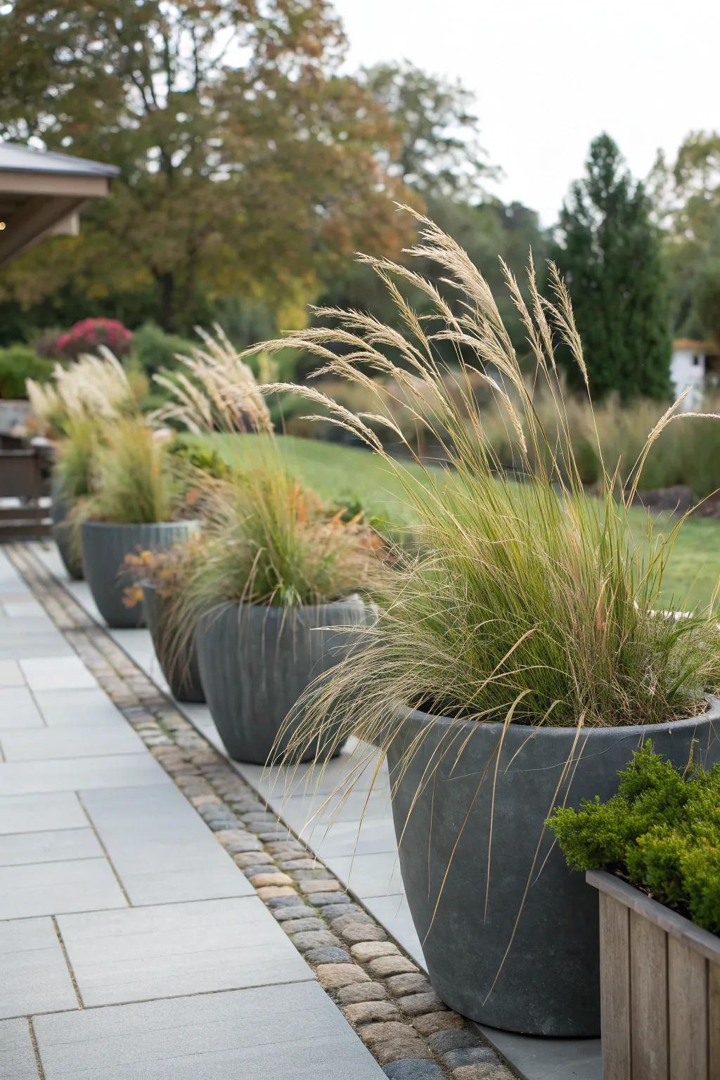 Lawn grasses in pots make patios nicer.
