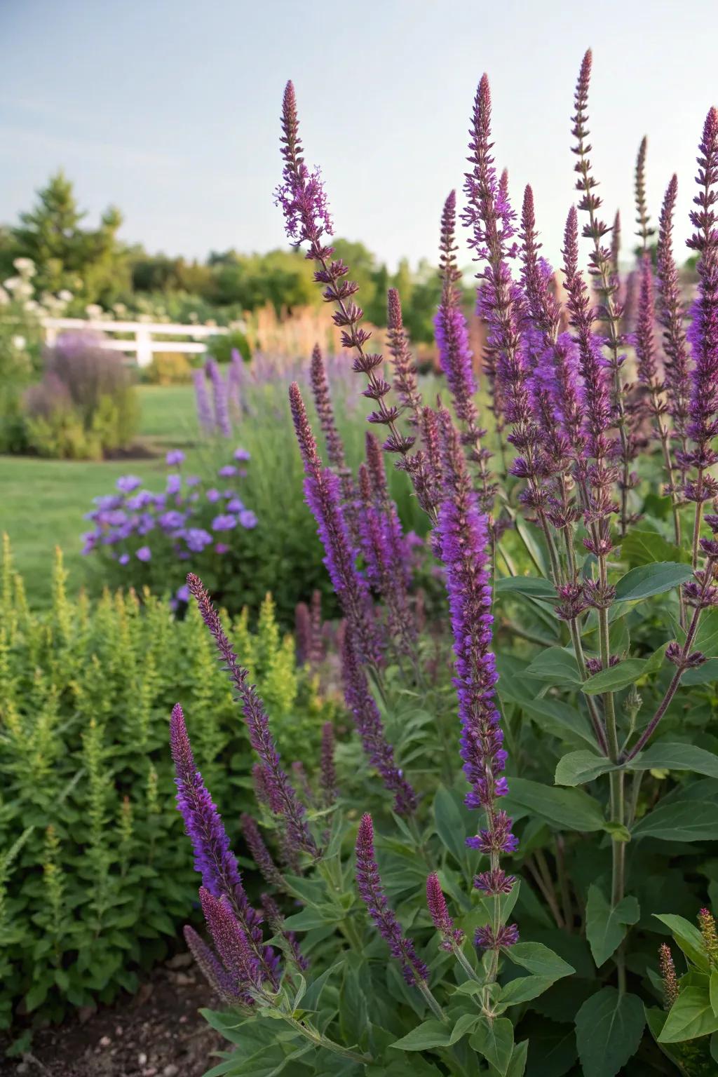 Spiked Sage's bold spires create a striking contrast with Flutterby Plant.