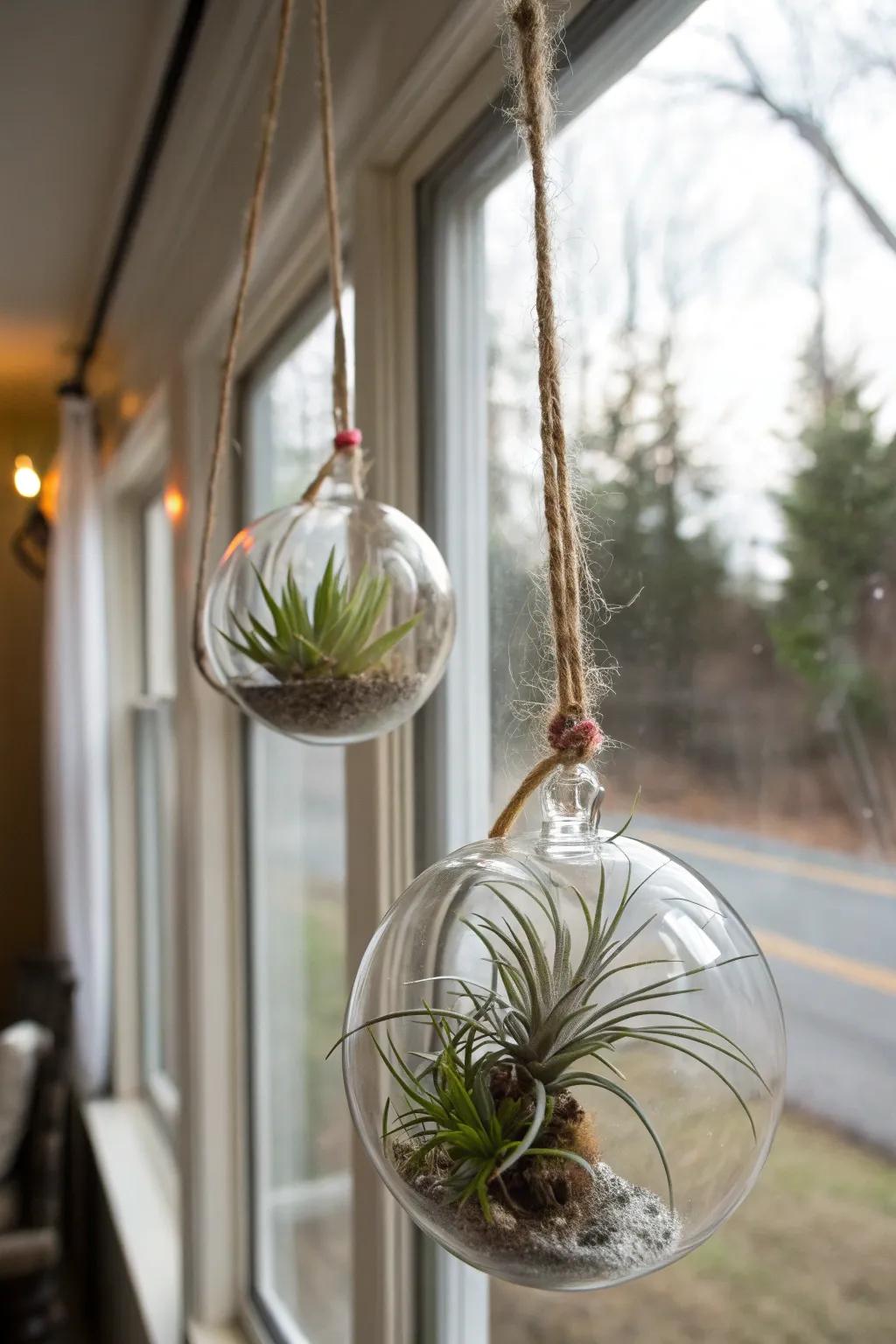 Modern and minimalistic air plants in glass globes, a distinctive gift choice.