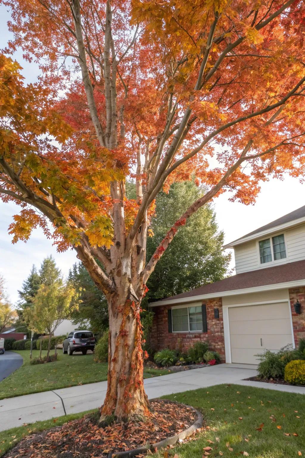 Paperbark maple offering unique texture and color to a yard.