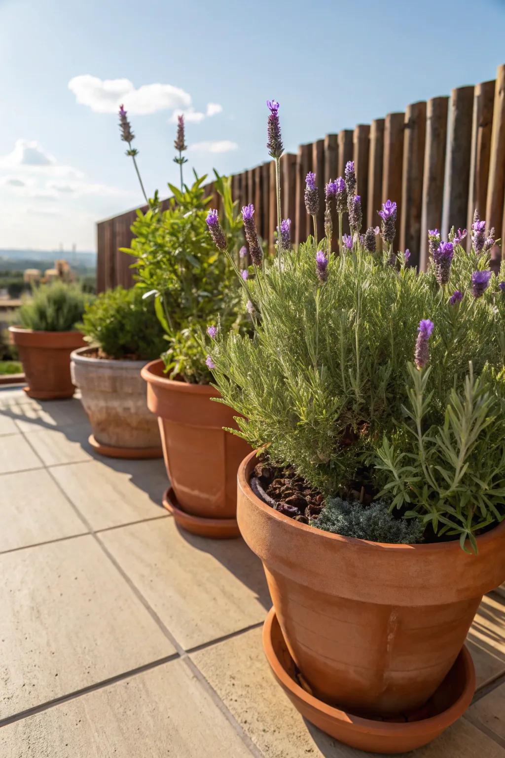 Terracotta pots featuring lavender and rosemary