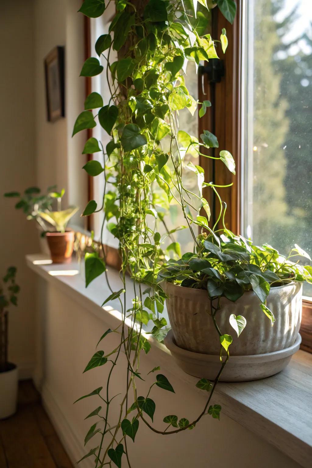 Showcase your verdure with unique vessels.