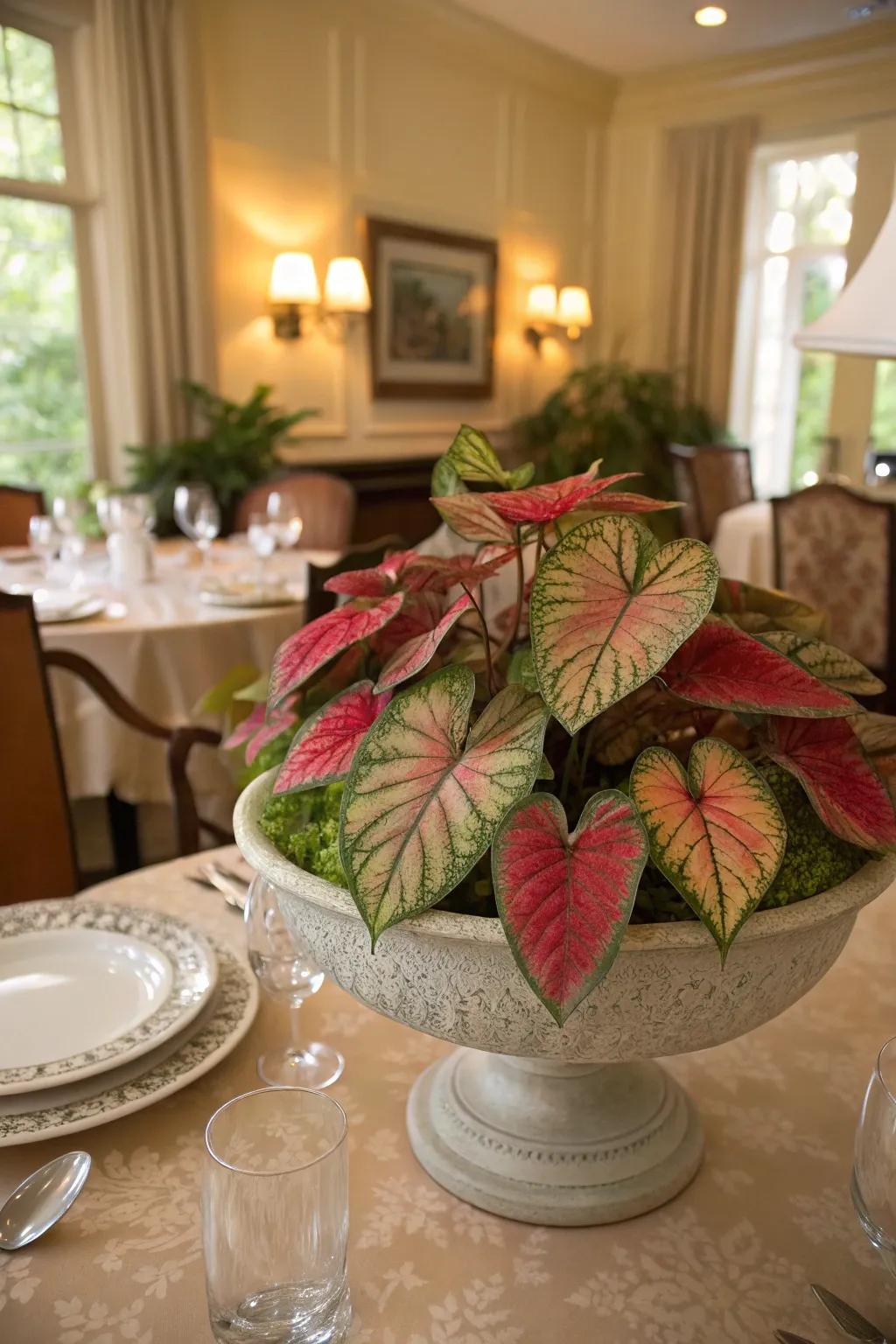 A caladium focal point contributes elegance to any dining table.