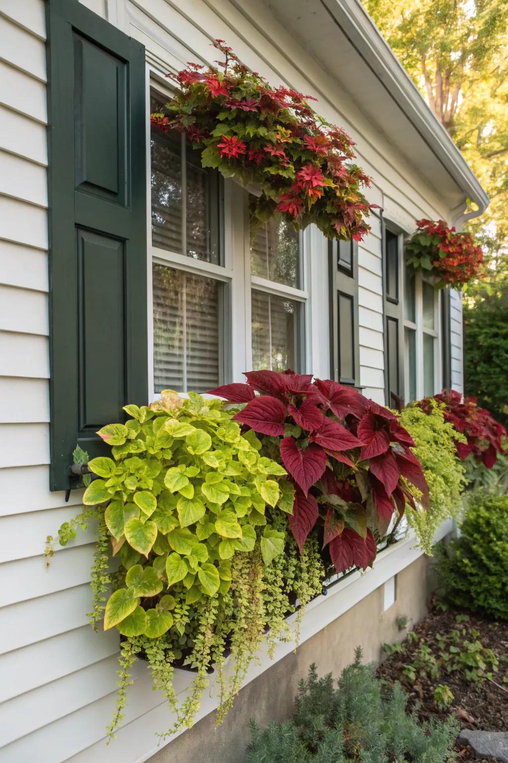 Coleus allows for seamless seasonal transitions in window boxes.