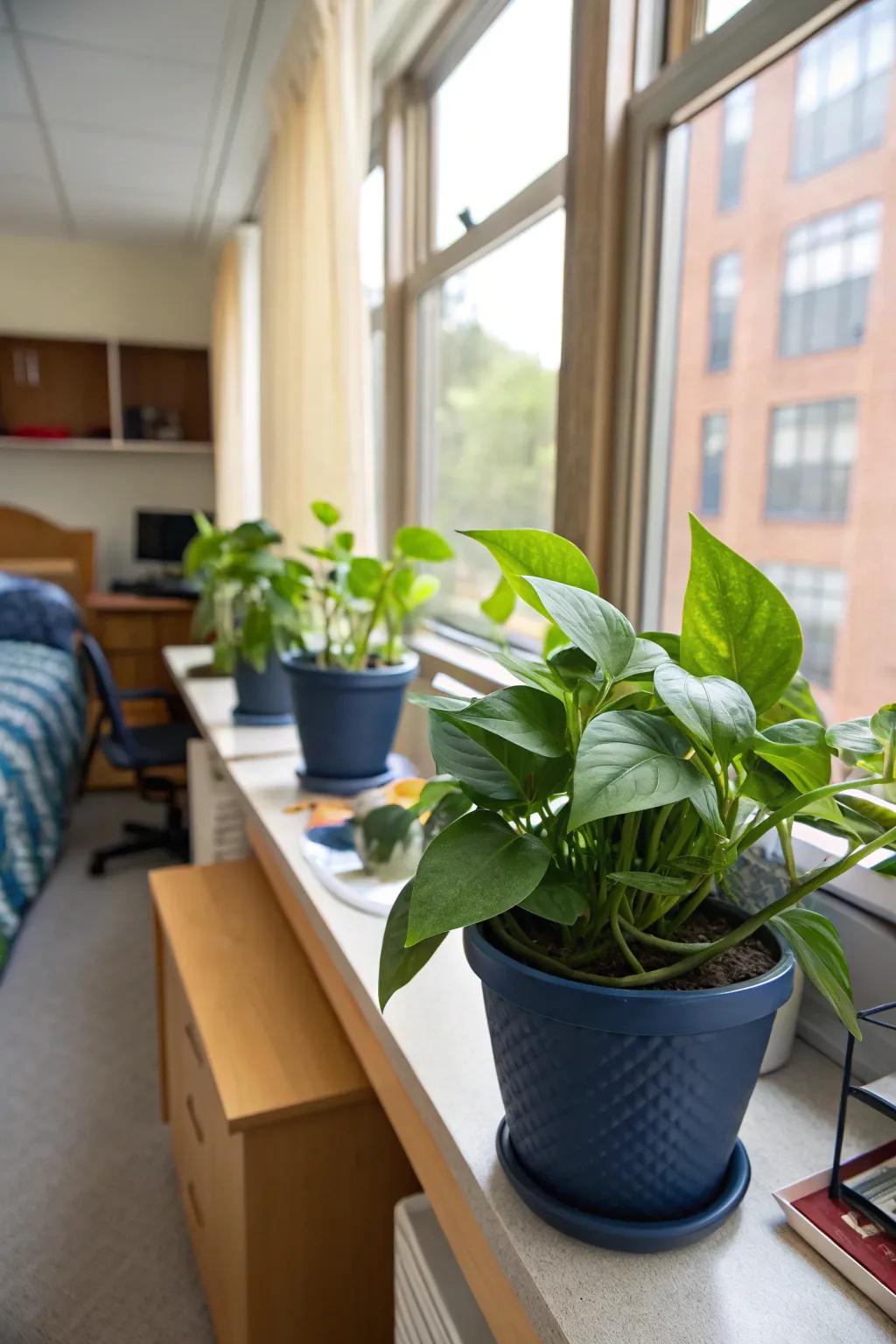Green plants in ocean blue planters bring nature and tranquility indoors.