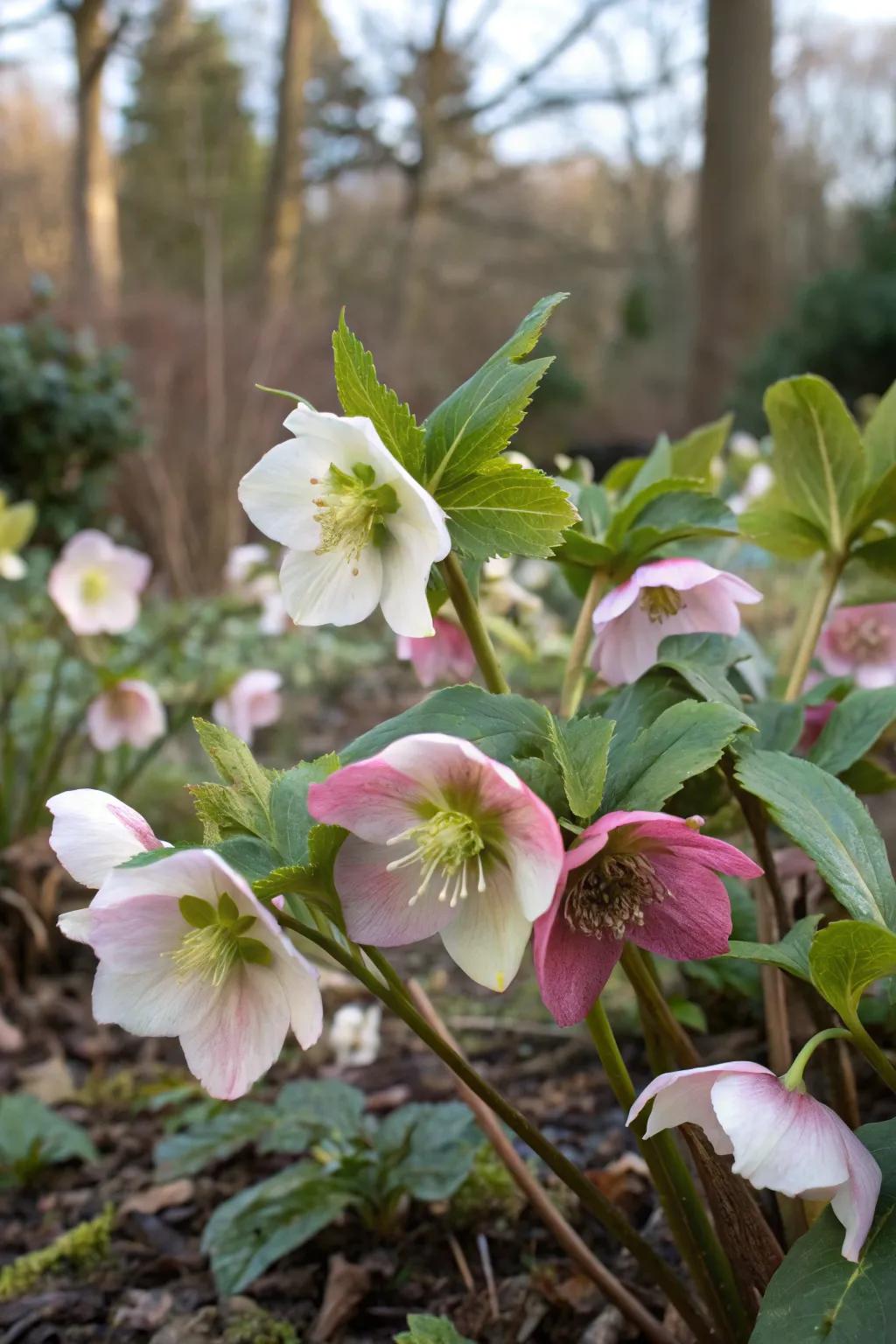 Hellebores bring winter interest with their unique flowers.