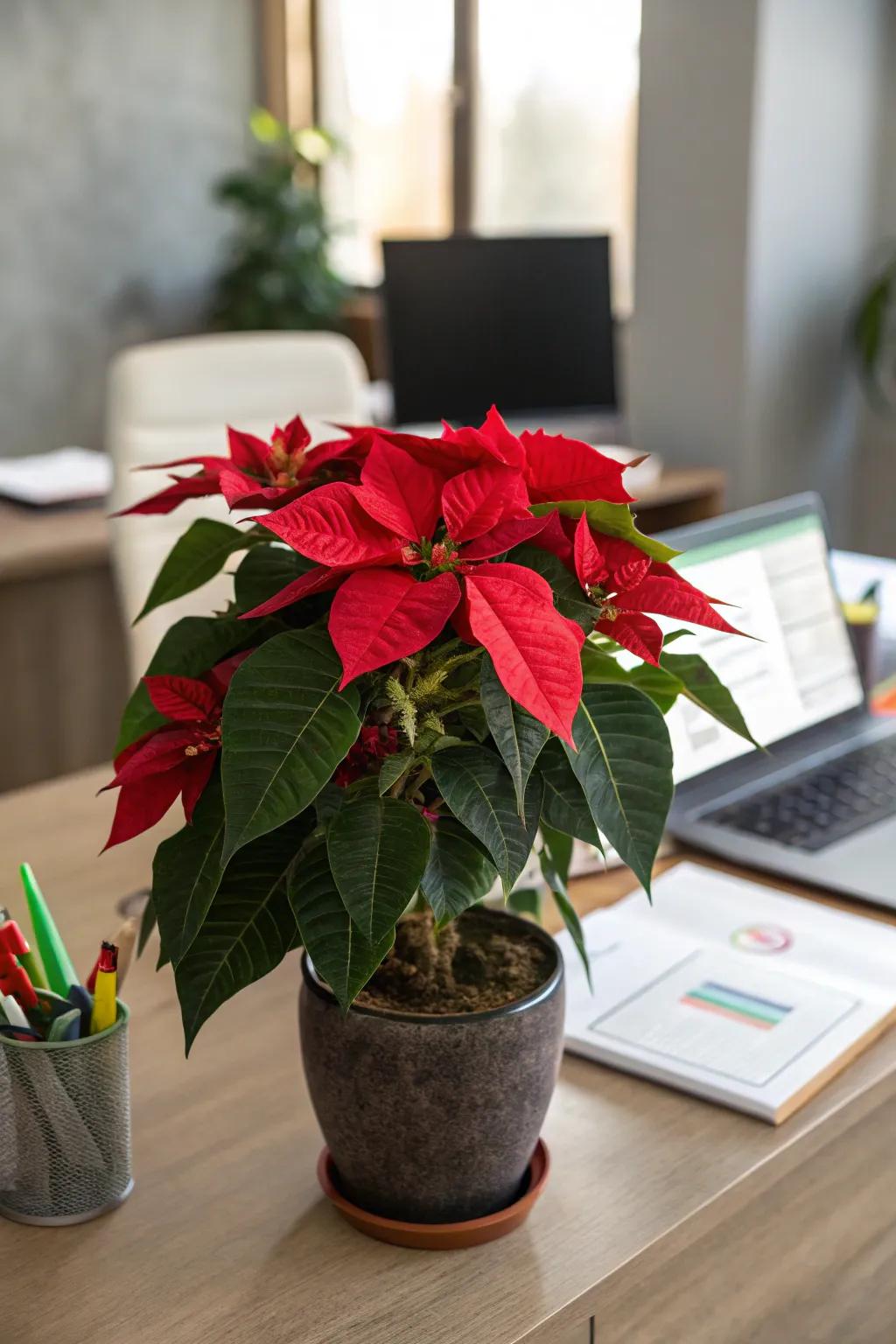 A thick star bloom brings natural beauty to your desk.