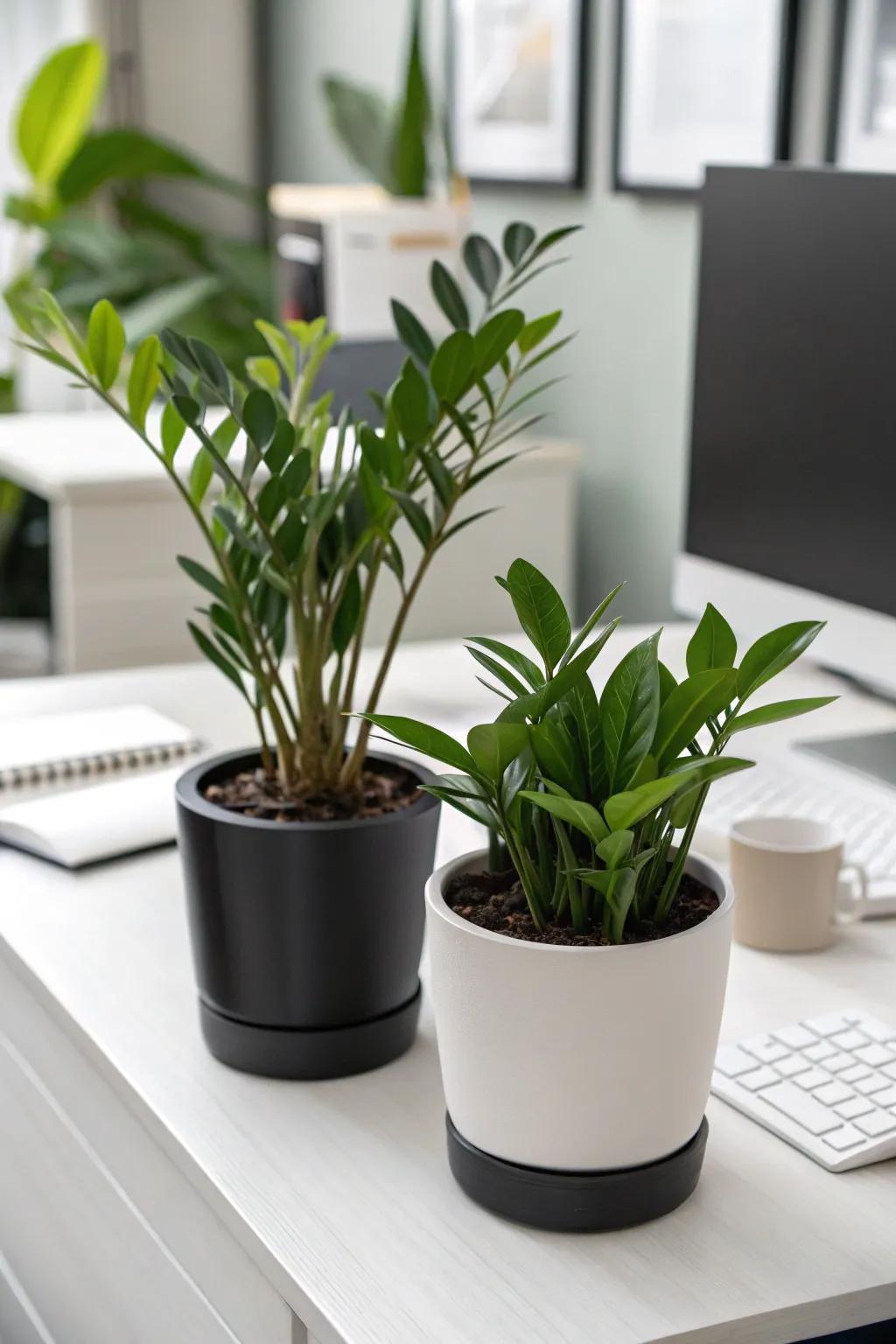 With monochromatic plant arrangements, you can achieve sophistication.