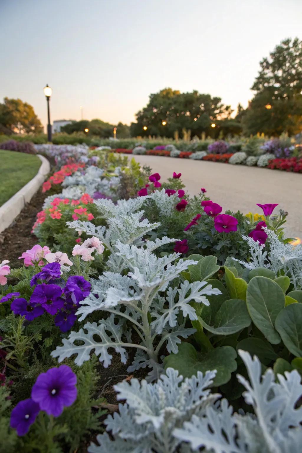 Cool contrast is offered as dusty miller's silvery leaves set off the vibrant petunias.