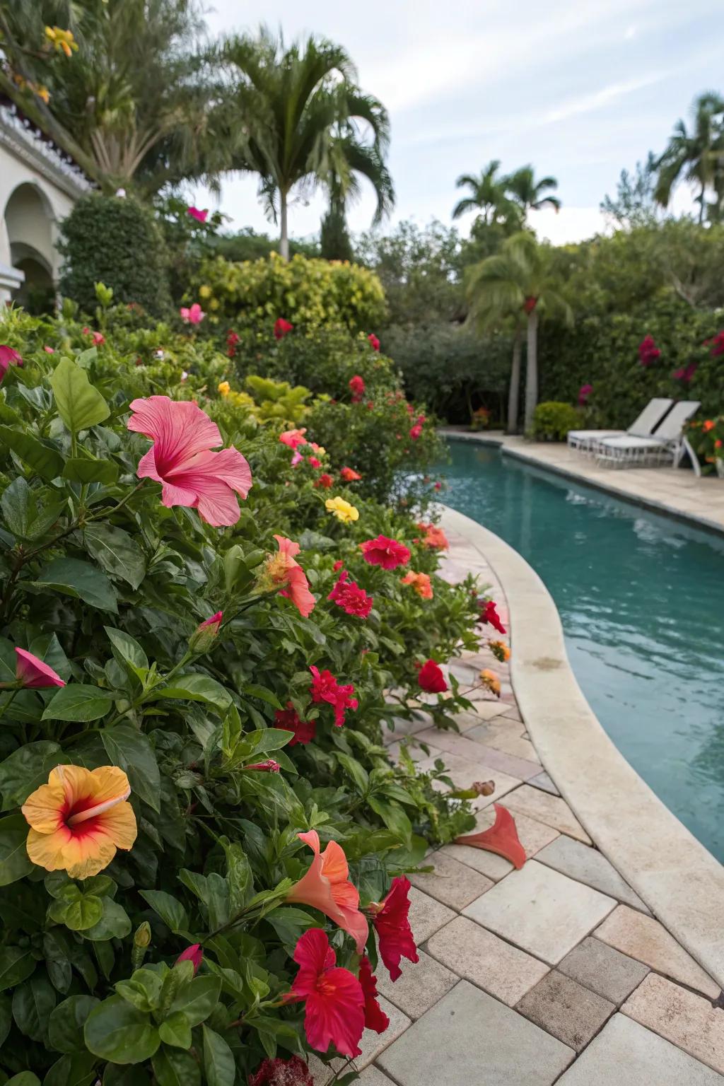 Brighten up your pool zone with vibrant blossom borders.