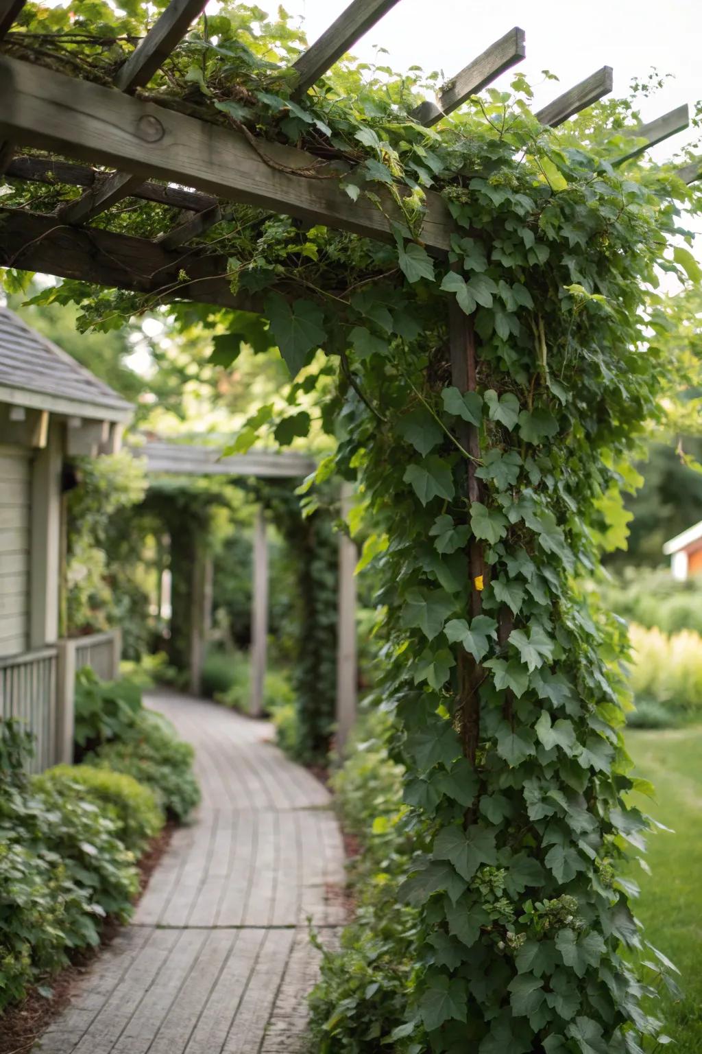 Enjoy year-round privacy with evergreen climbers on your trellis.