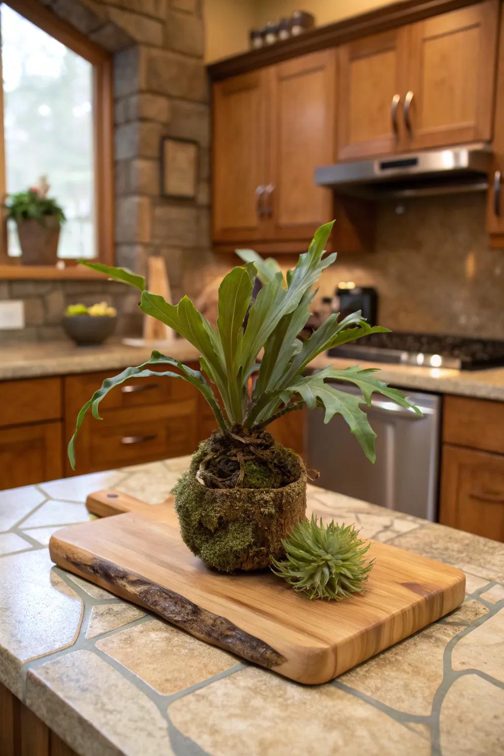 A rubberwood prep board offers a warm, earthy base for a staghorn fern.