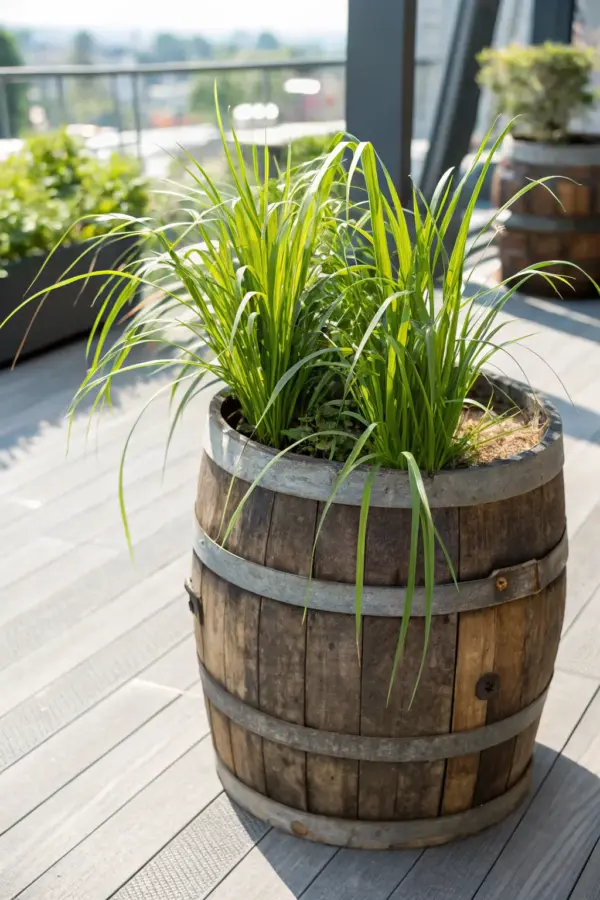 Popular Styles for Lemongrass Planters